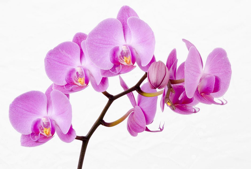 лилава орхидея