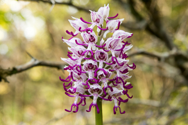 италианска Орхидея