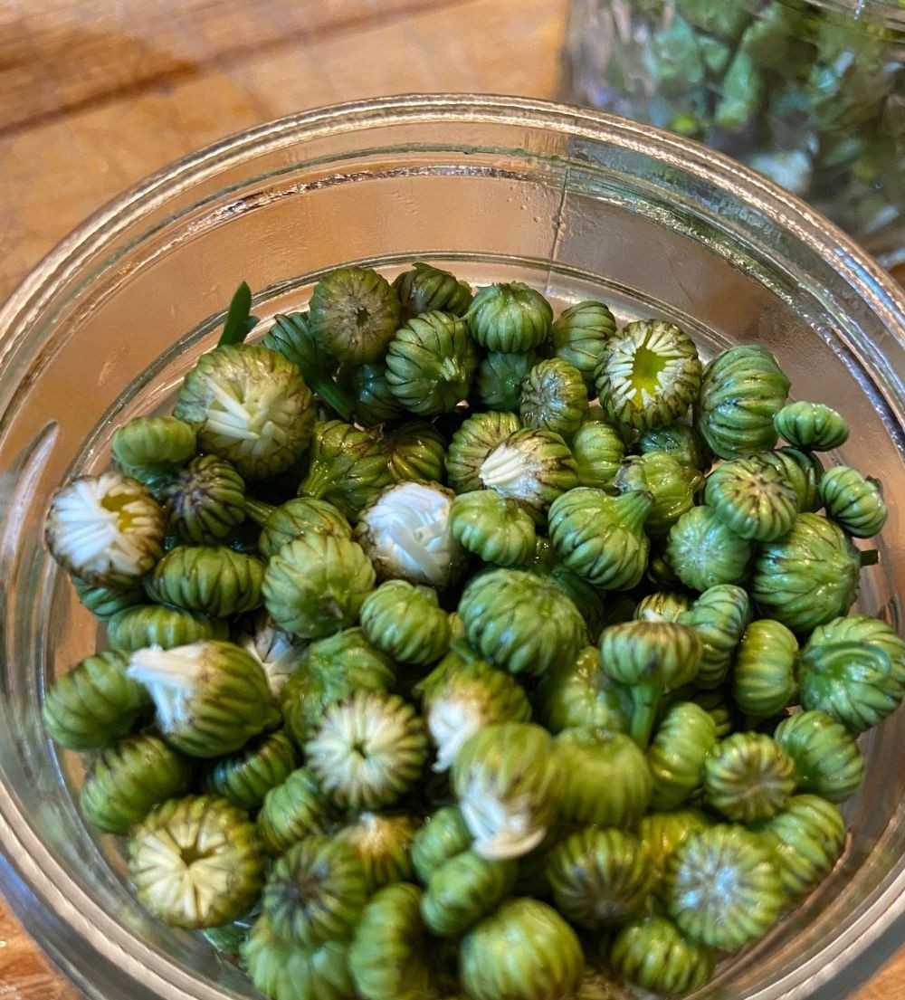 пъпки маргаритки в купа