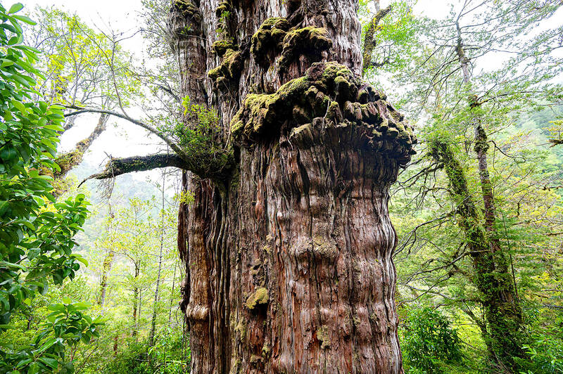 най-старото дърво в света