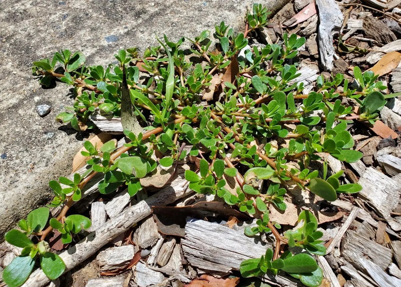 purslane