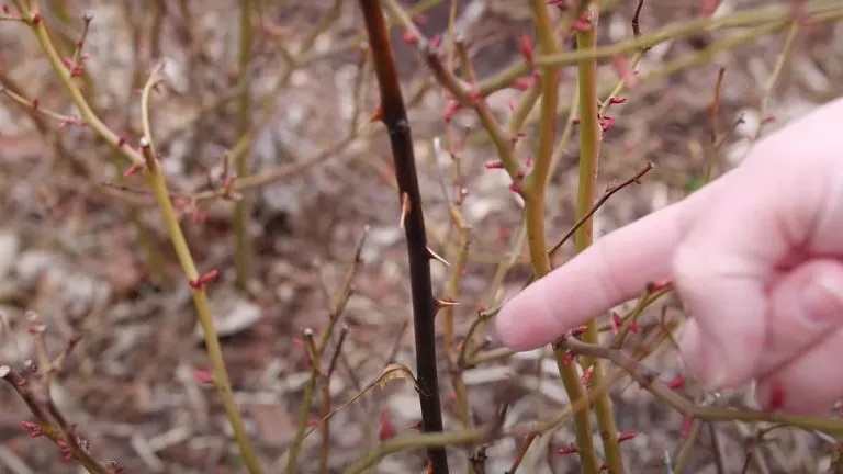 мъртви клони роза