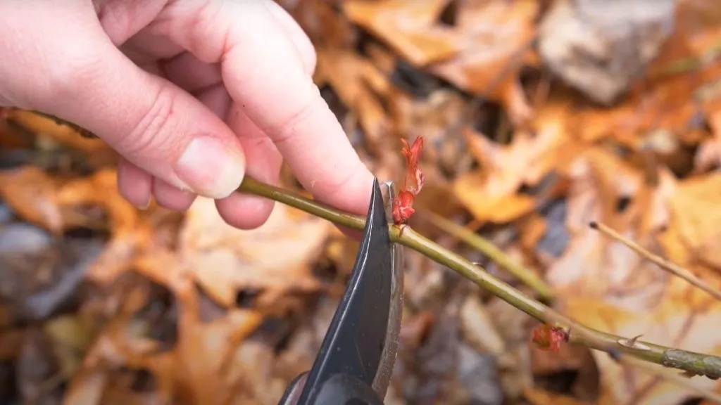 рози резитба