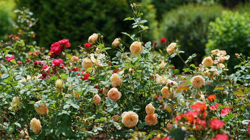 rose bushes