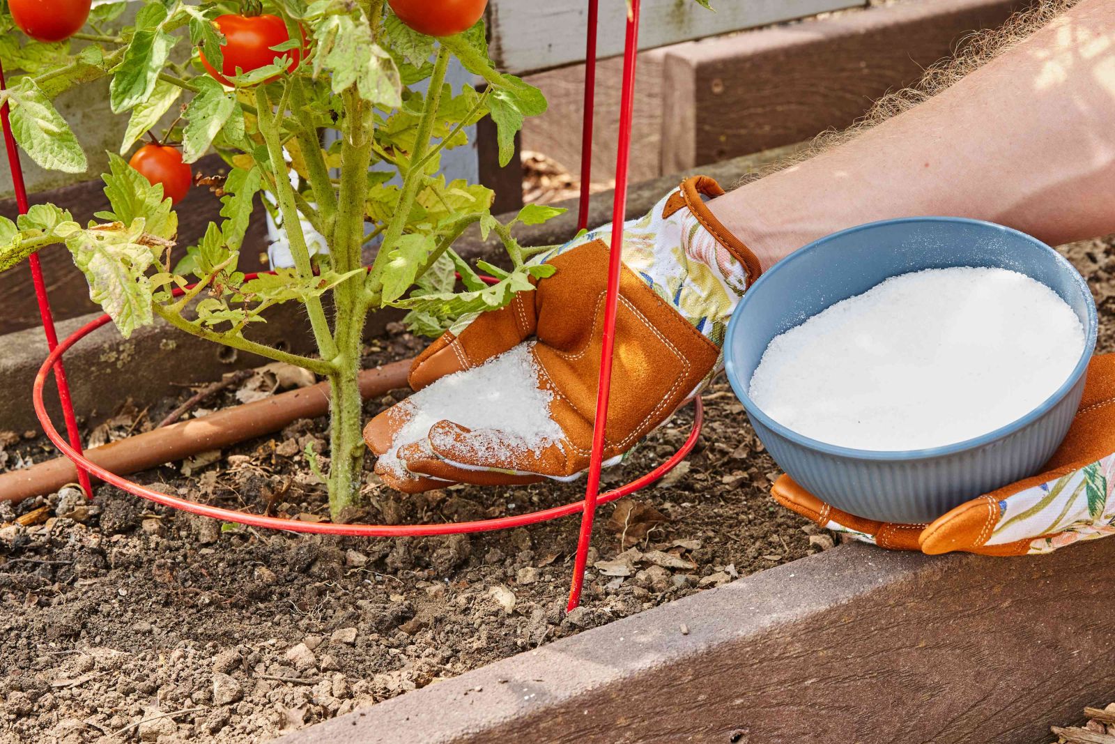 epsom salt for tomatoes