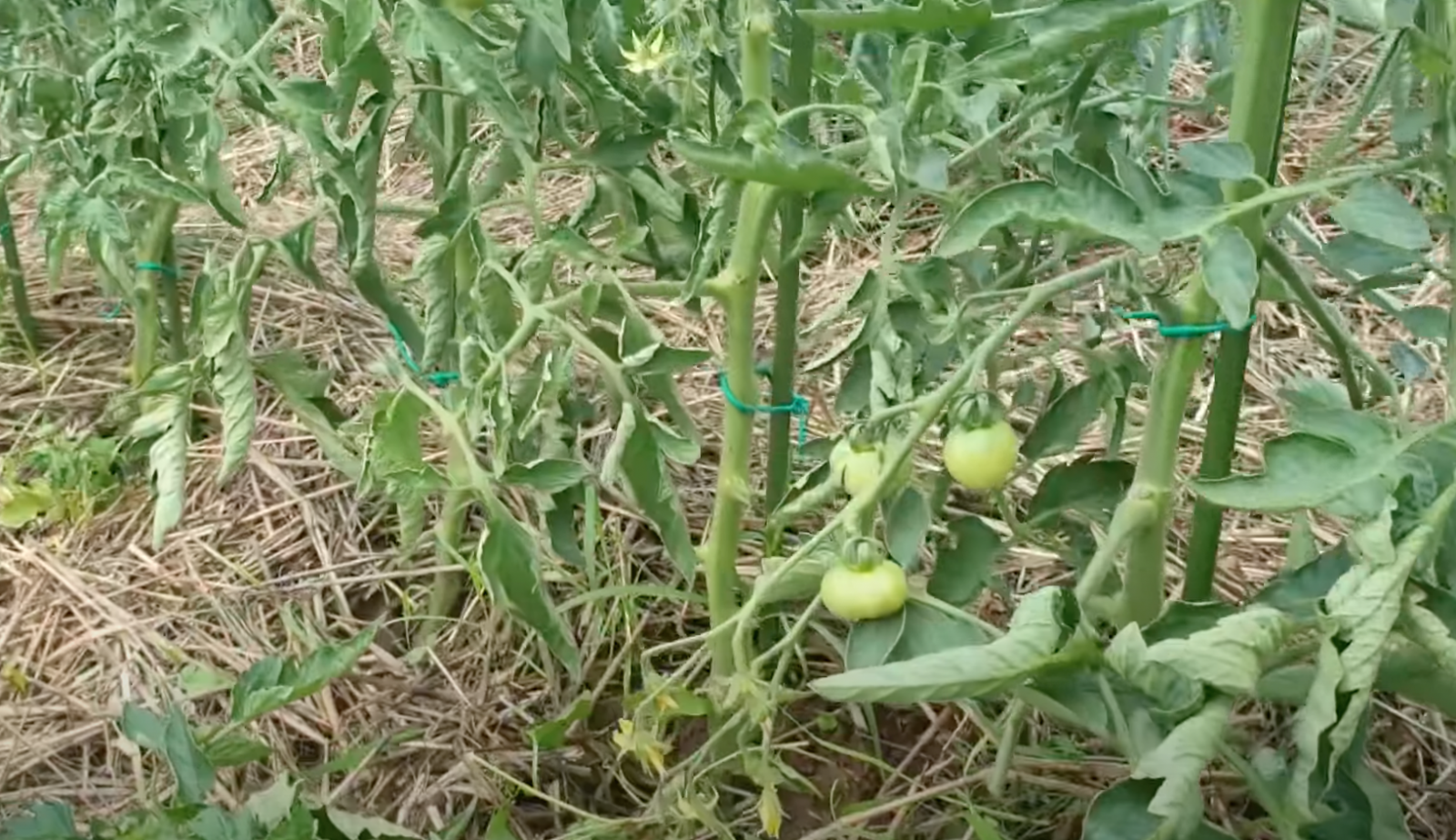 домати в полето
