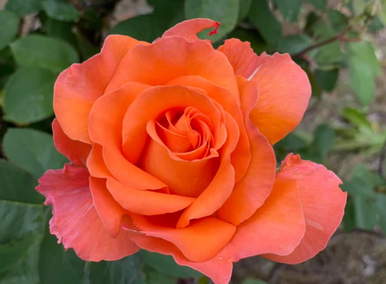 роза с красив цвят