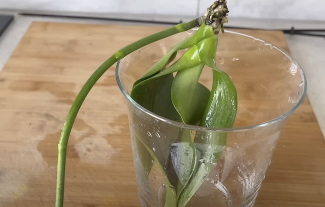 орхидея в чашка