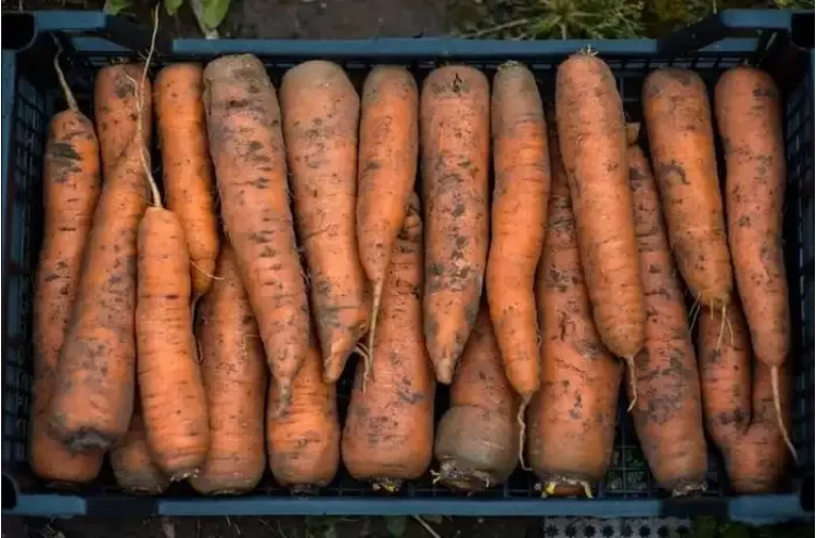 моркови съхранение