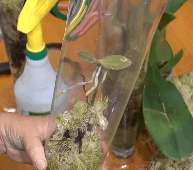 как да разклоним орхидеята