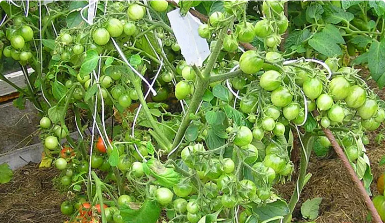 зелени доматки