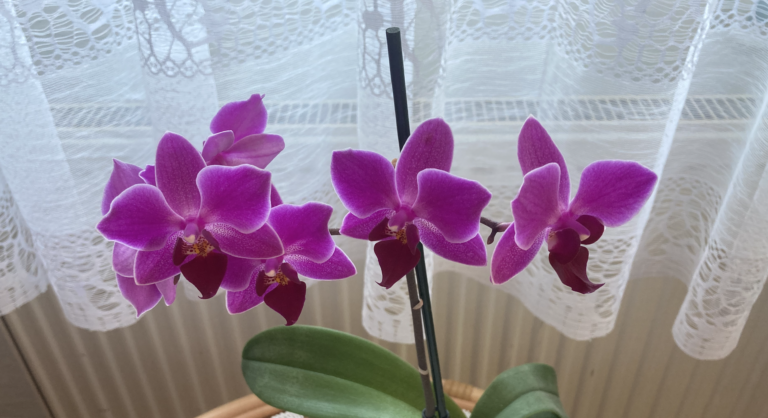 лилава орхидея
