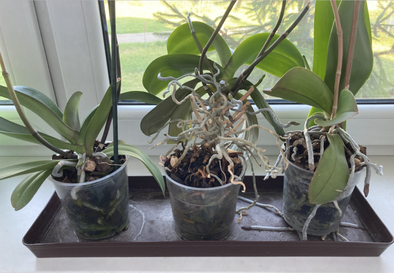 орхидеи растеж