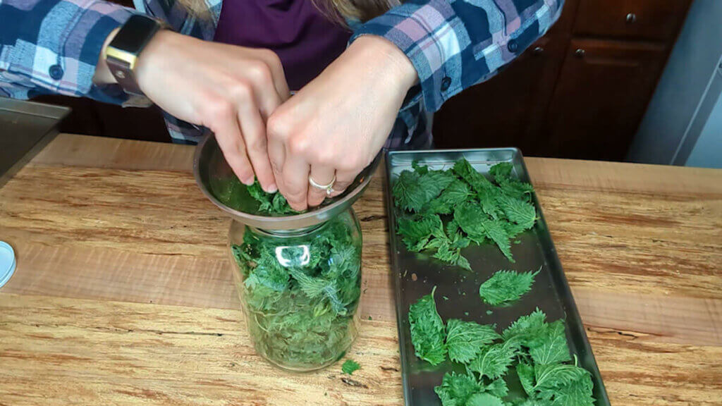 nettle in a jar