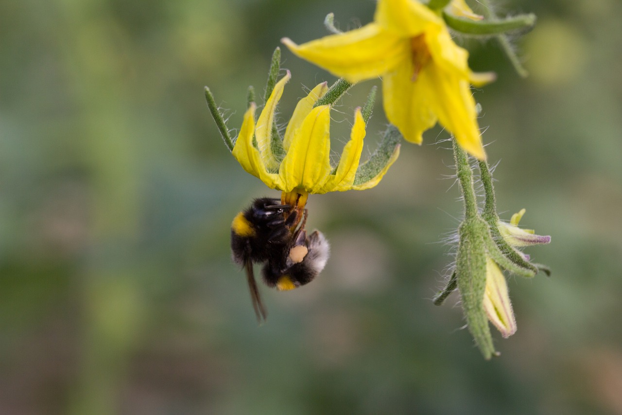 пчела на домат