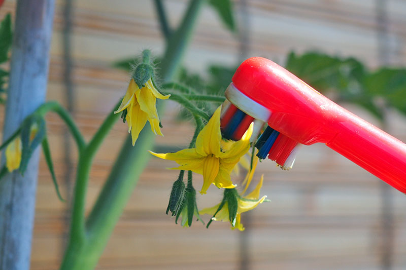 pollination tomatoes