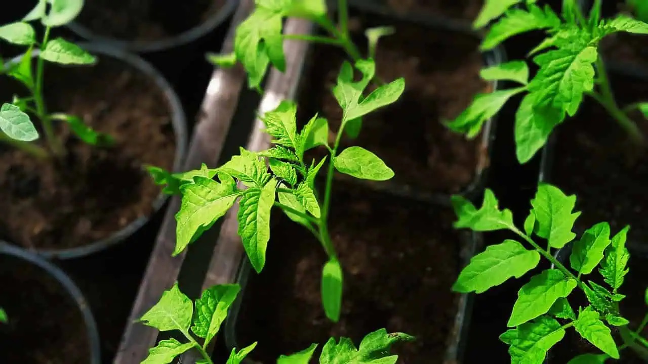 здрав разсад