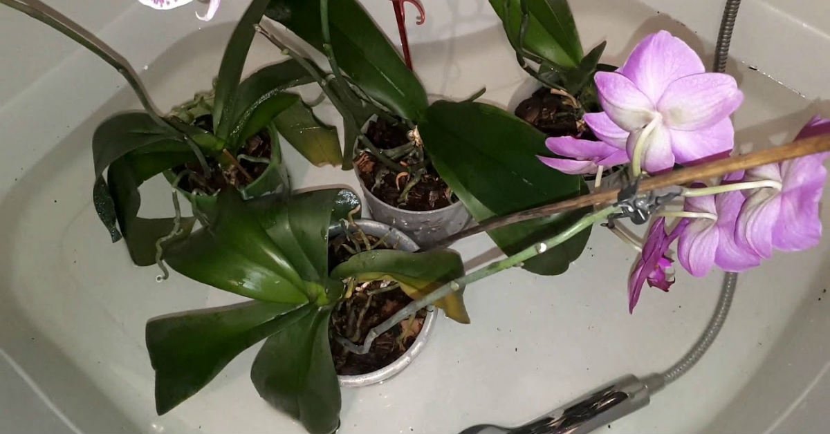 орхидея във ваната