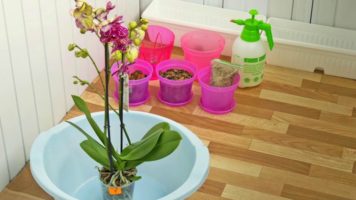 орхидея къпане
