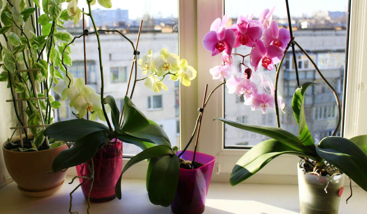 орхидеи на перваза
