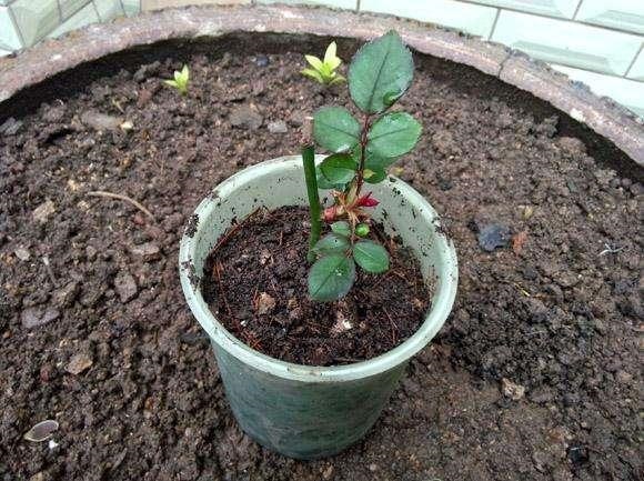 роза нови издънки