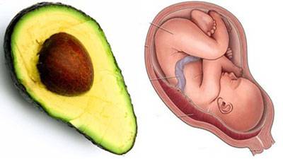 авокадо за матката