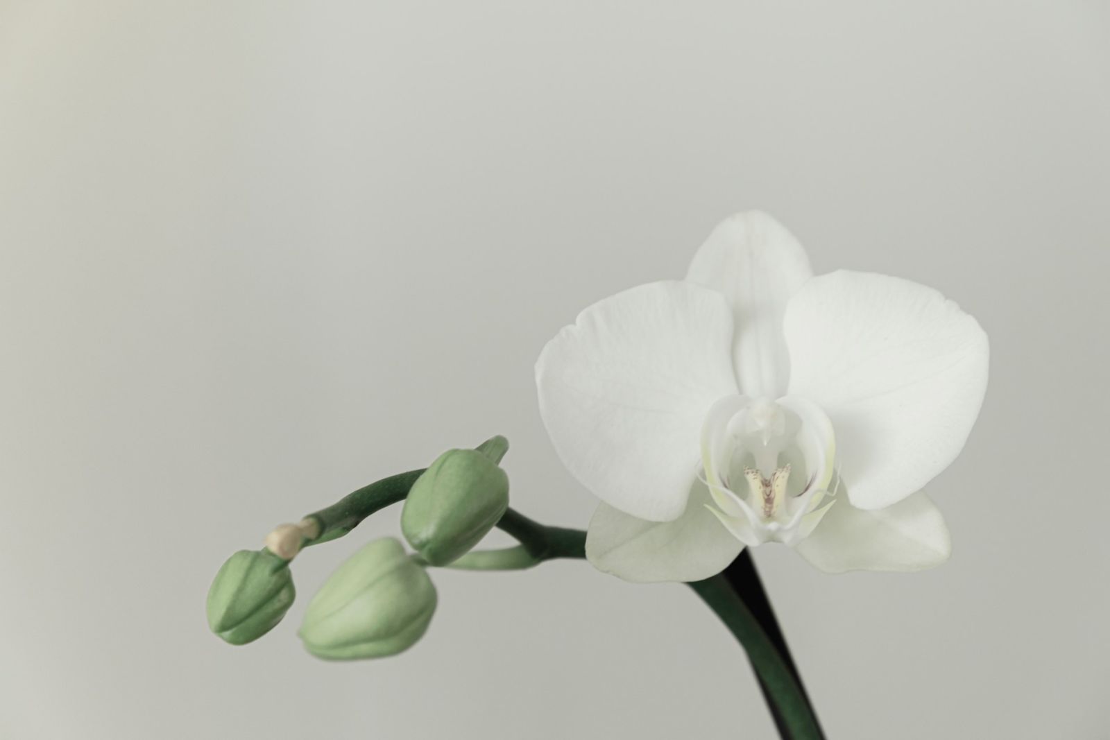 пъпки орхидея
