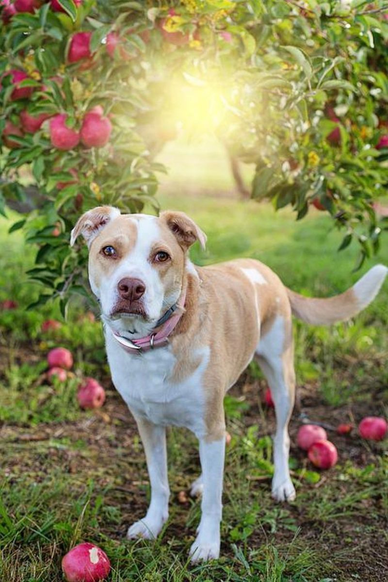 куче с ябълки