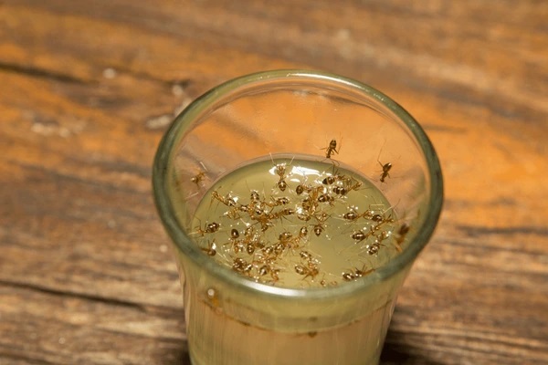 yeast trap ants