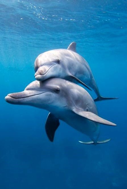 двойка делфини