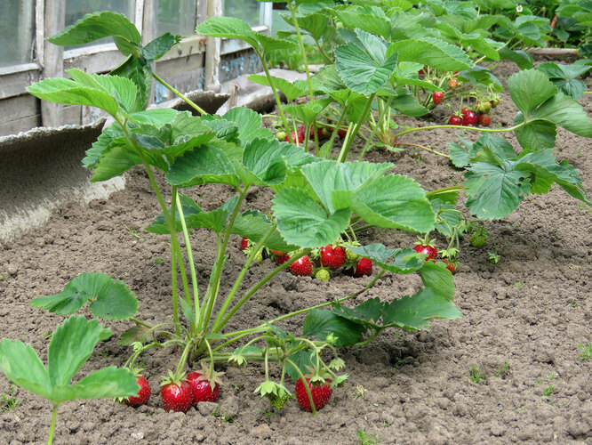 ягоди в градината