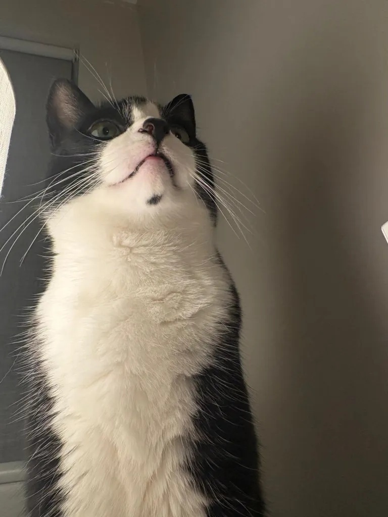 котаракът Били
