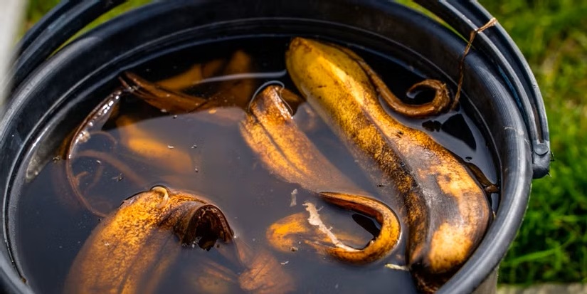 тор бананови кори