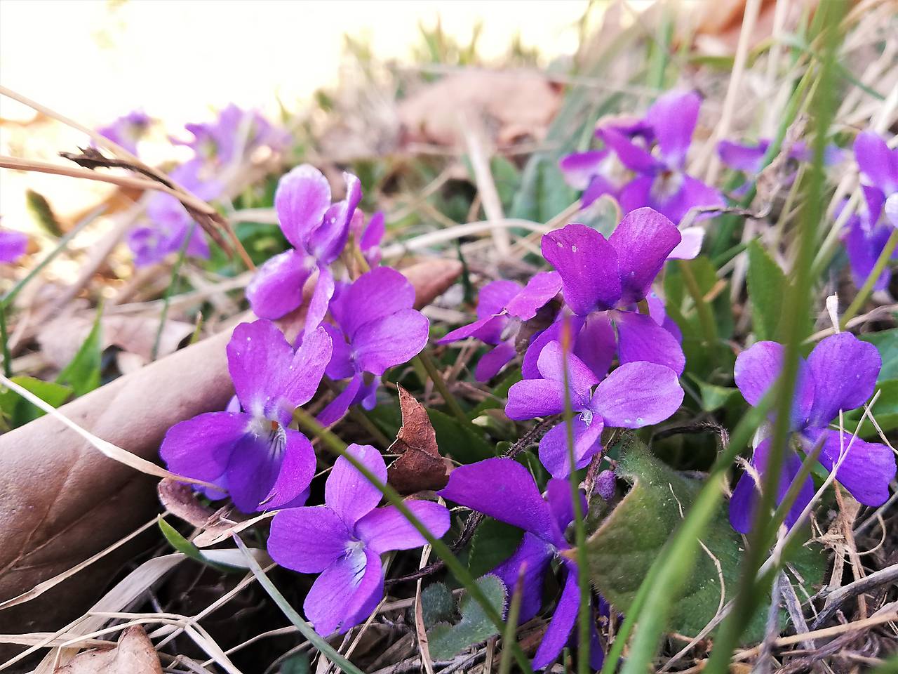 горски теменужки