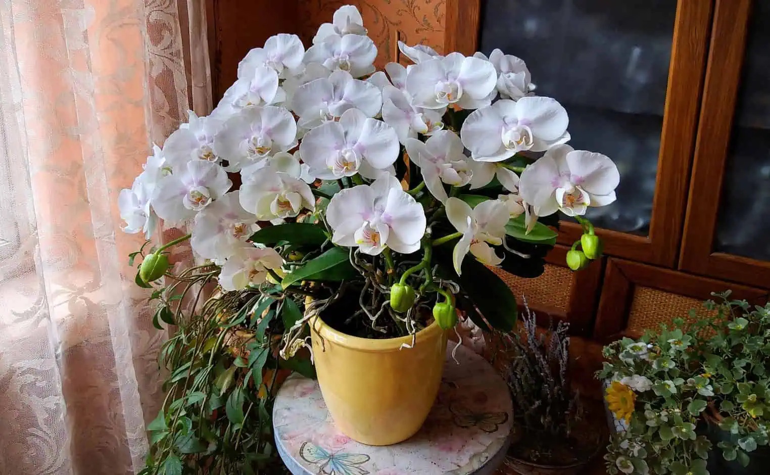 едра орхидея