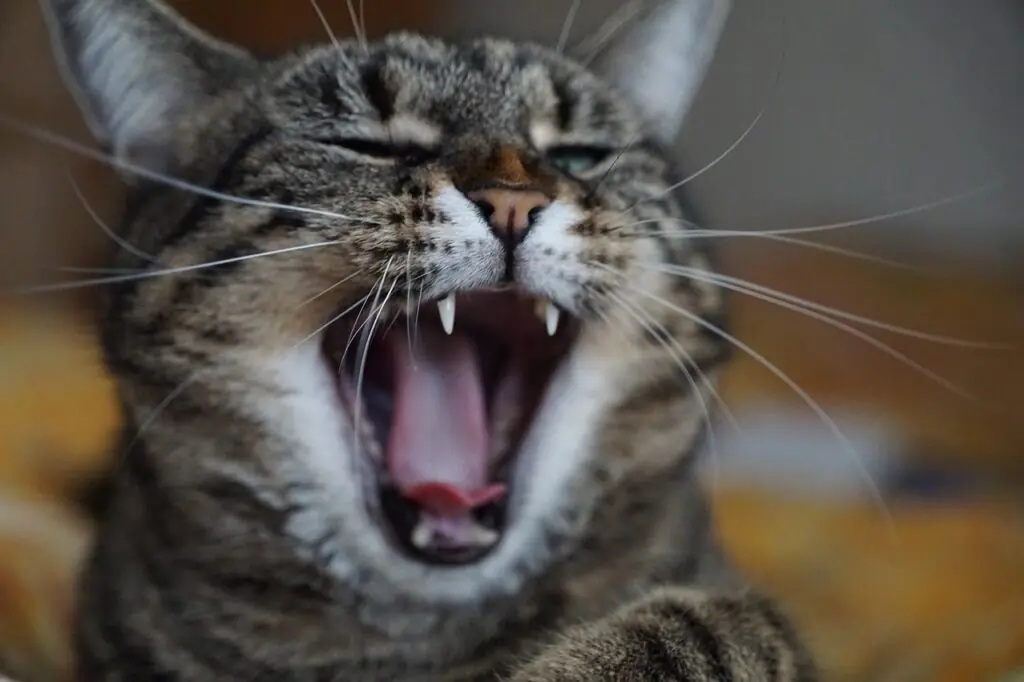 котешка прозявка