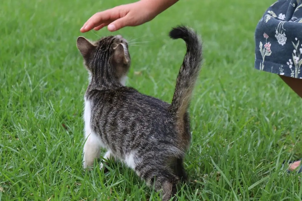 коте поведение