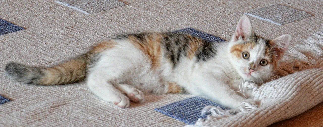 коте върху килима