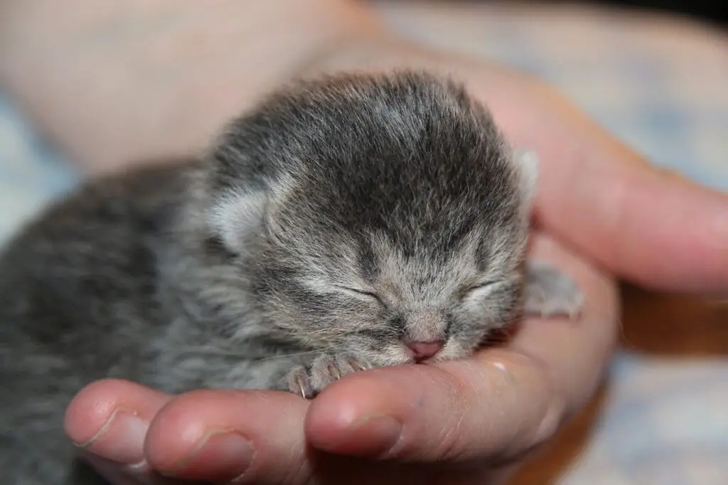 малко котенце