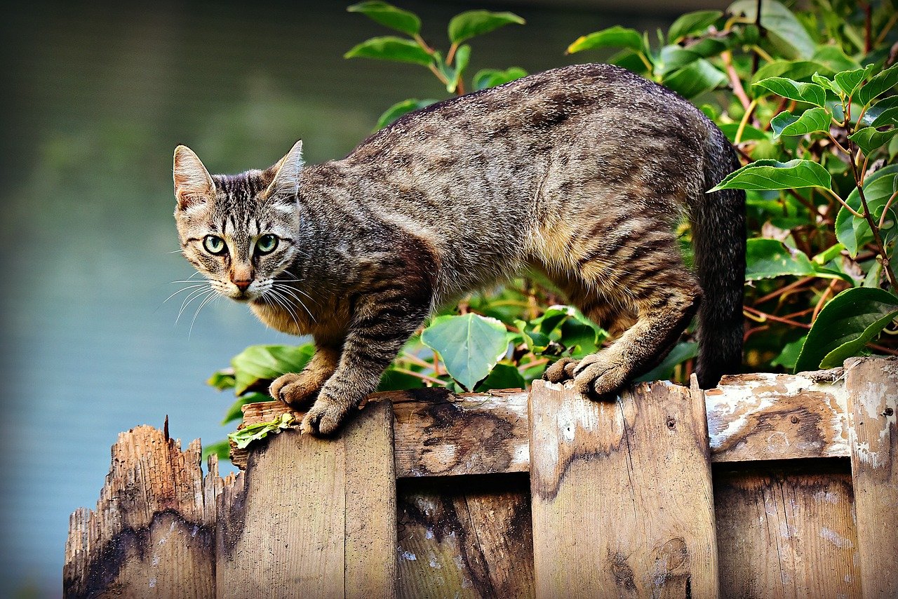 котка на оградата