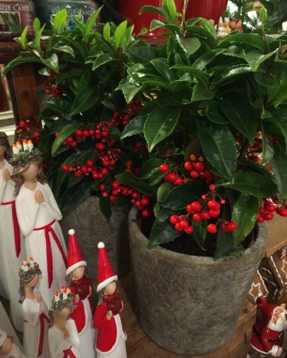 ардизия в саксия