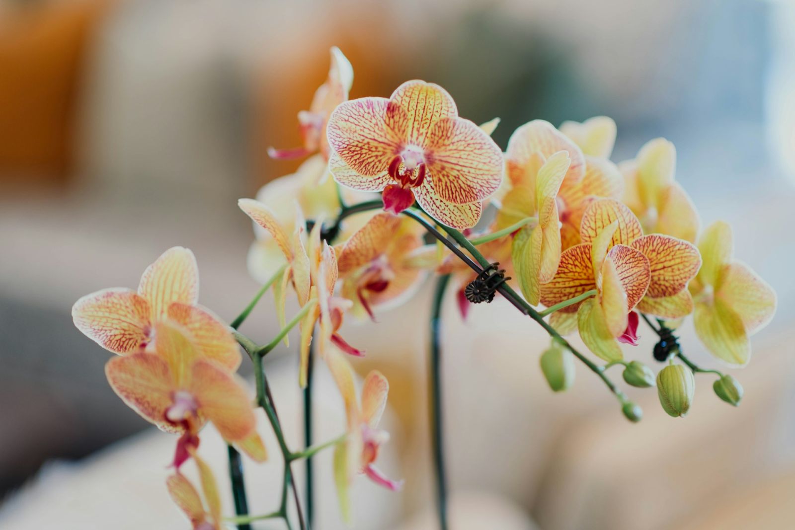 орхидея цветове