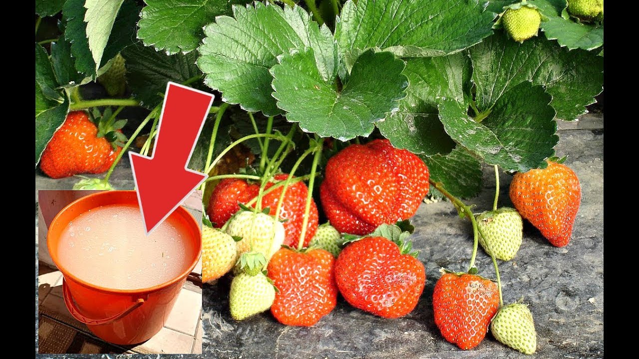 ягоди подхранване