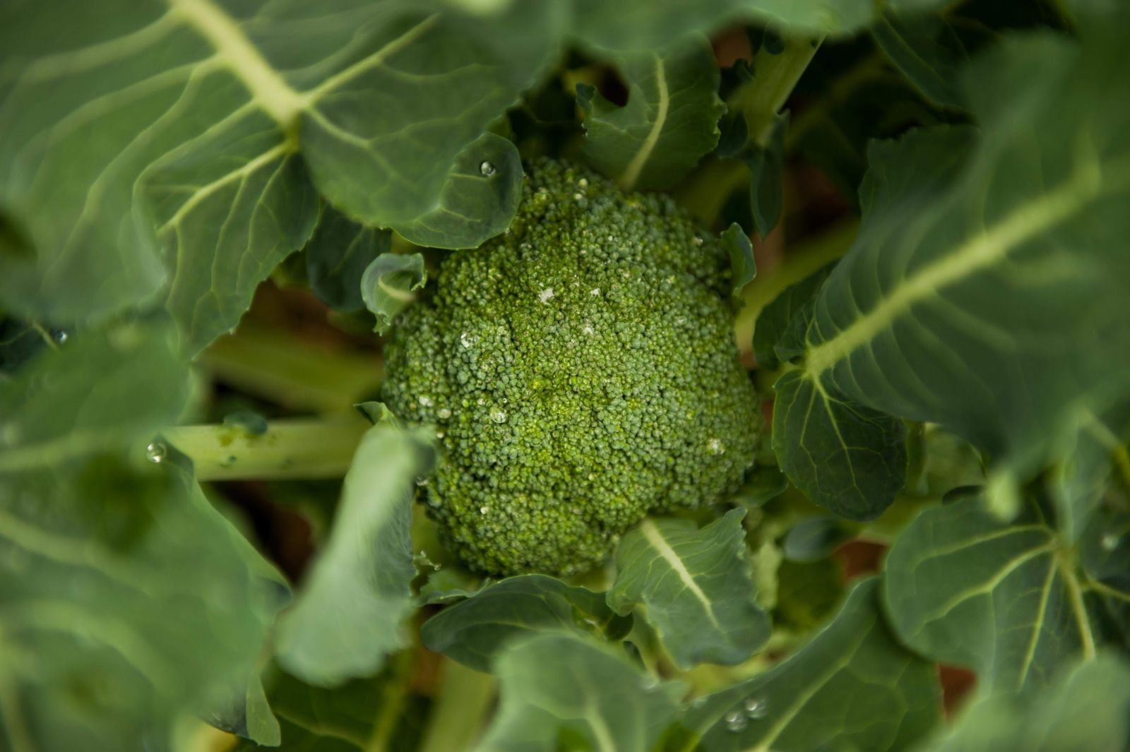 broccoli leaves