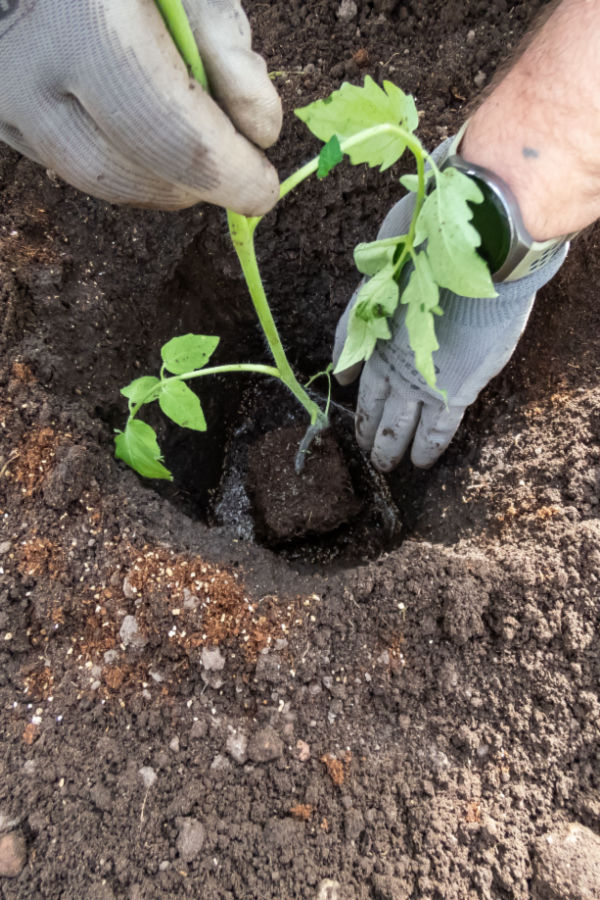 доматен разсад