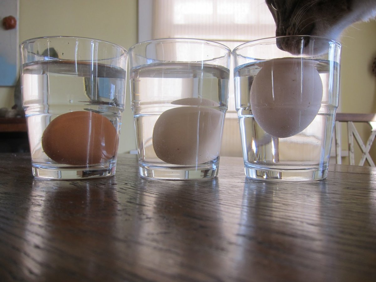 проверка свежест яйца