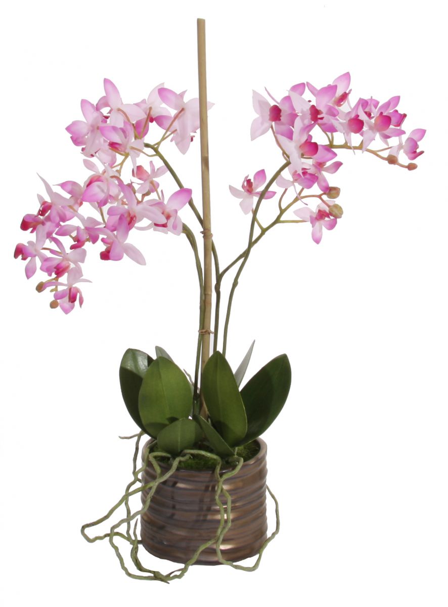 орхидея с красиви цветове