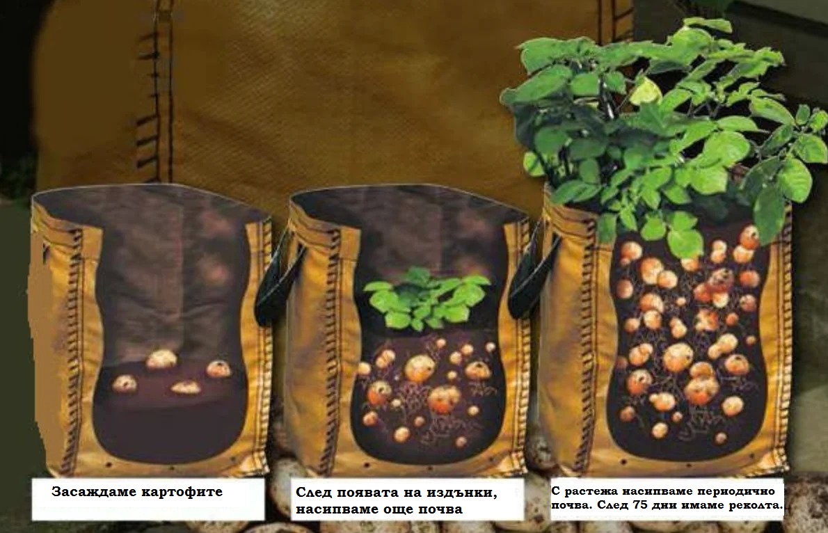 картофи в саксия
