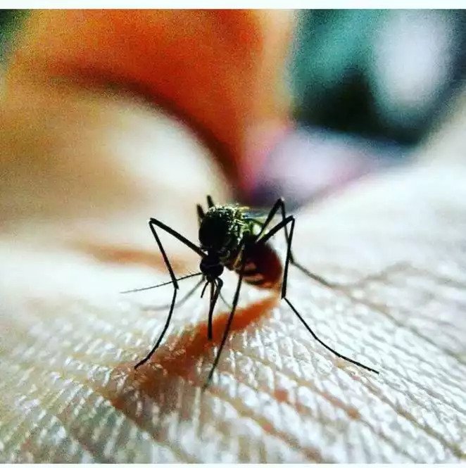 ухапване комар