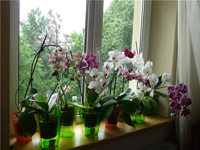 орхидеи на прозореца